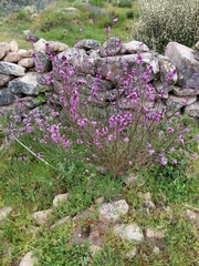 Erysimum linifolium