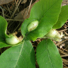 Phylloxera caryaemagna