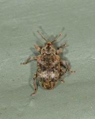Conotrachelus recessus
