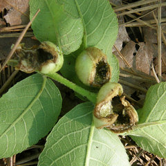 Phylloxera caryaemagna