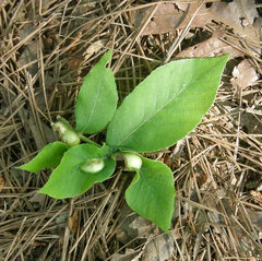 Phylloxera caryaemagna