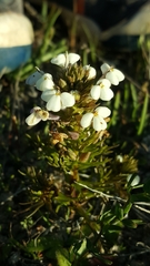 Triphysaria versicolor versicolor
