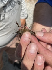 Procambarus vioscai