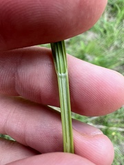 Carex laevivaginata