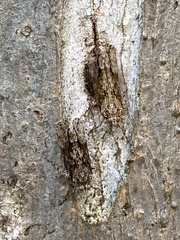 Erilla turneri