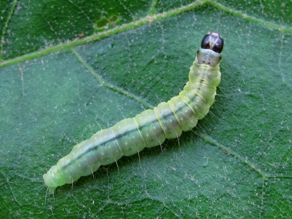 Oak Leafroller Moth