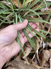 Carex laxiculmis