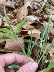 Carex laxiculmis