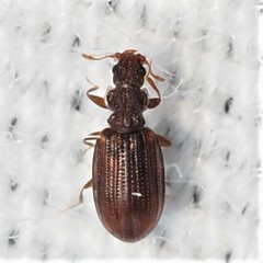 Cartodere constricta