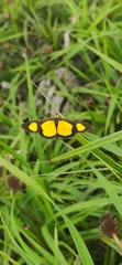 Cyllopoda jatropharia