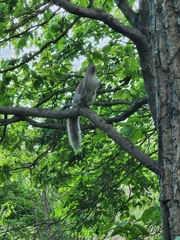 Sciurus carolinensis