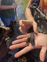 Lithobates capito