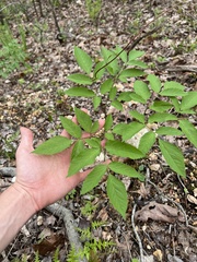 Ligusticum canadense