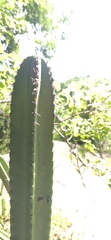 Cereus jamacaru