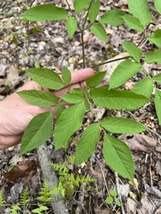 Ligusticum canadense
