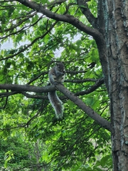 Sciurus carolinensis