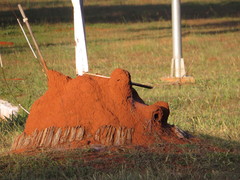 Cornitermes bequaerti