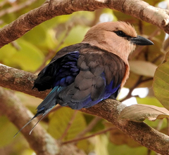 Coracias cyanogaster