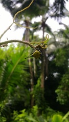 Gasteracantha remifera