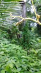 Gasteracantha remifera
