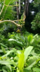 Gasteracantha remifera