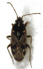 Paramyocara iridescens