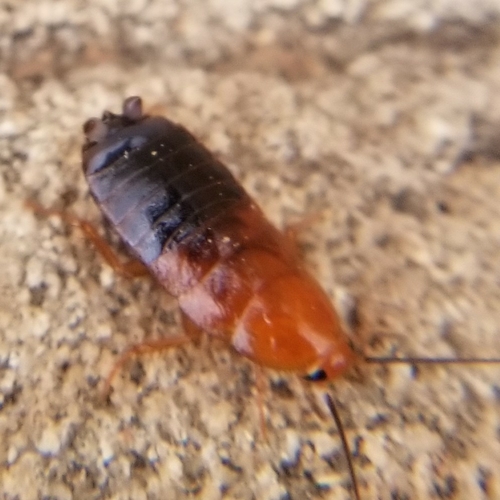 desert wood cockroach