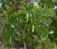Erythrophleum chlorostachys