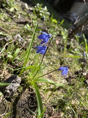 Scilla siberica