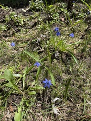 Scilla siberica
