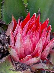 Bromelia karatas
