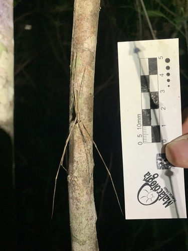 Deinopis longipes