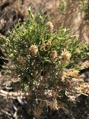Peucephyllum schottii