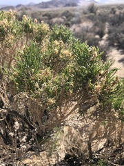 Peucephyllum schottii