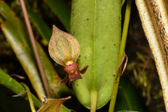Pleurothallis macra
