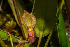 Pleurothallis macra