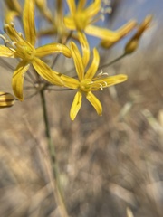 Bloomeria crocea