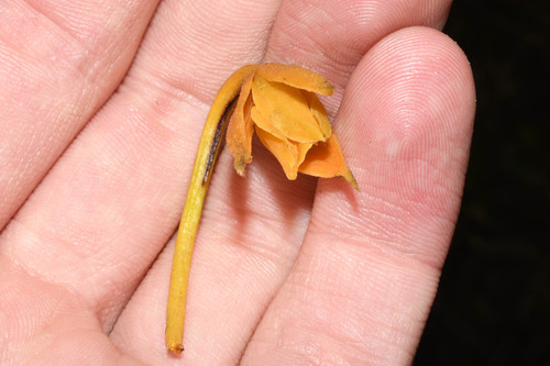 Epidendrum pallatangae Schltr. 2
