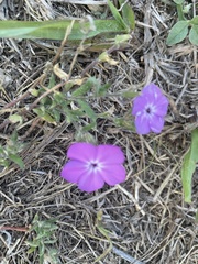 Phlox glabriflora