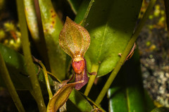 Pleurothallis macra