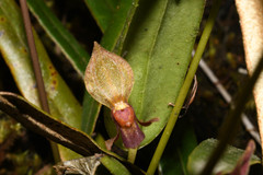 Pleurothallis macra