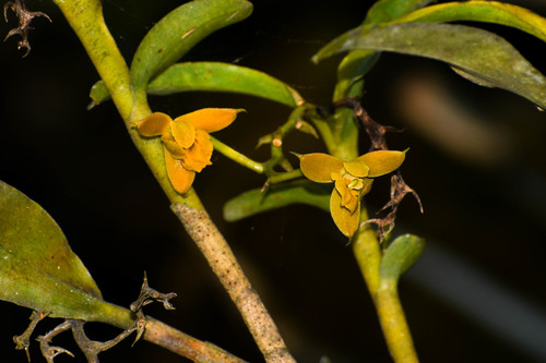 Epidendrum pallatangae Schltr.
