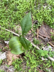 Uromyces ari-triphylli