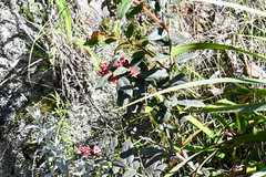 Gaultheria glomerata