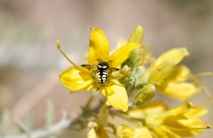 Anthidiellum ehrhorni