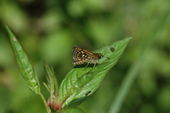 Dardarina dardaris