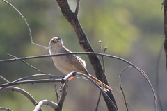Cisticola rufilatus