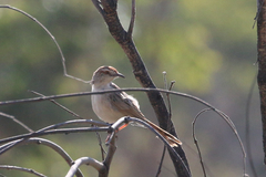 Cisticola rufilatus