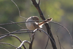 Cisticola rufilatus
