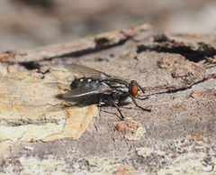 Sarcophaga variegata